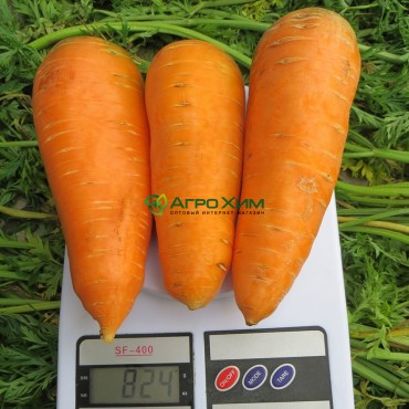 Морковь Болтекс 500 г (Clause)